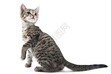 小猫咪动物毛皮灰色小猫猫科哺乳动物宠物条纹图片