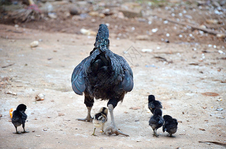 母鸡和小鸡走路安全哺乳动物动物农田国家农村农场背景图片