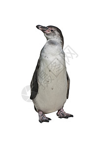Humboldt 企鹅白色动物黑色哺乳动物生物海鸟野生动物荒野图片