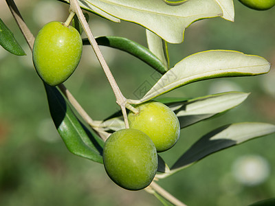 绿橄榄食物植物养分乡村橄榄林叶子橄榄枝水果树林种植园图片