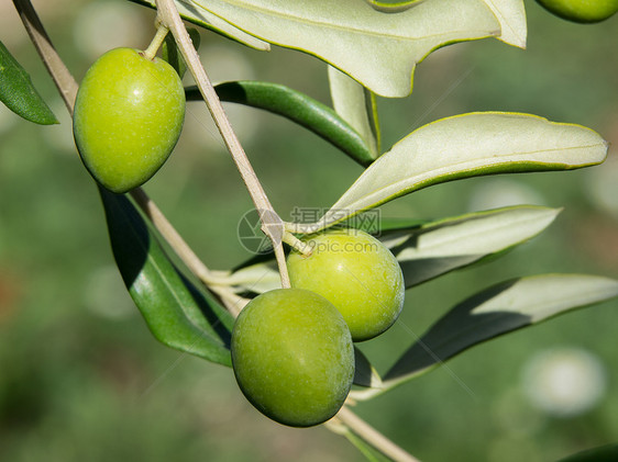 绿橄榄食物植物养分乡村橄榄林叶子橄榄枝水果树林种植园图片