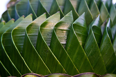 绿叶装饰背景 泰国黄色手工绿色叶子宏观图片