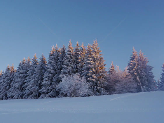 冬季雪雪地假期雾凇暴风雪高地森林寒意环境阳光太阳照明图片