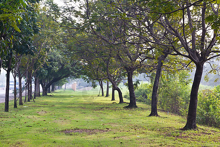 公园和阳光下的绿树树林射线叶子植物森林途径绿色乡村木头晴天图片