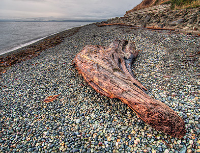 Pebble海滩上的大片木头图片