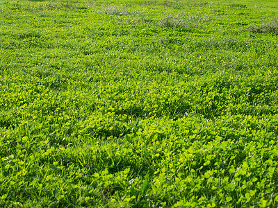 绿绿地植物生长墙纸地面院子生态绿色植物草地草原花园图片
