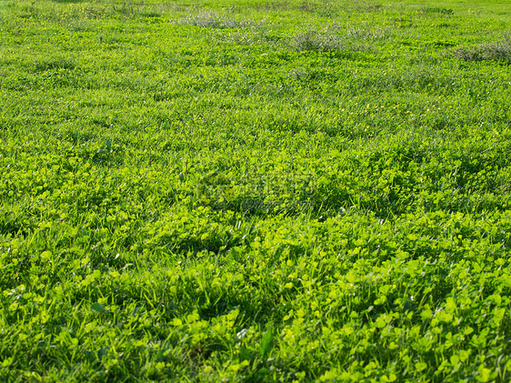 绿绿地植物生长墙纸地面院子生态绿色植物草地草原花园图片