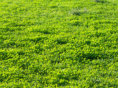 绿绿草场地高尔夫球植物生态草皮草原花园环境植物群土地图片