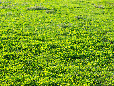 绿绿草草原生长草地墙纸场地植物公园草皮环境植物群图片