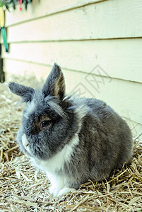 兔子兔灰色荒野动物宠物哺乳动物背景图片