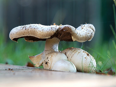 混泥马森林美食植物叶子宏观菌类苔藓桦木木头食物图片