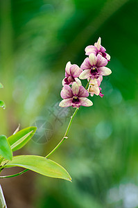 兰花紫色花瓣礼物阳光热带异国植物情调花园宏观图片