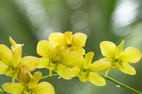 兰花叶子花园阳光情调礼物植物群花瓣脆弱性生长宏观背景图片