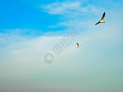 海鸥 在蓝天空中飞翔太阳野生动物自由蓝色海洋天空航班翅膀海鸟辉光图片