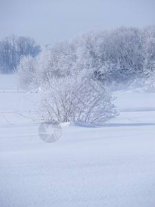 冬季雪雪地雾凇太阳全景木头季节寒意天空旅行环境高地图片