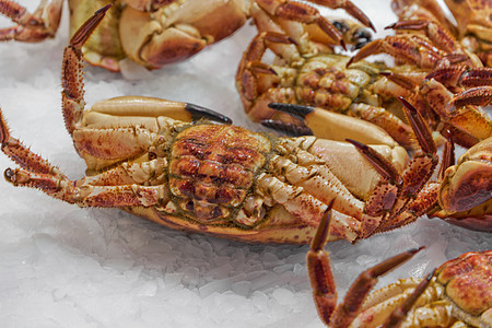 螃蟹美味食物海军海鲜龙虾商务海滨国王渔夫人士图片