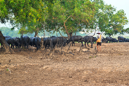 哺乳动物 草原上的泰国水牛培育农民肌肉生物热带农场工人动物文化收成图片
