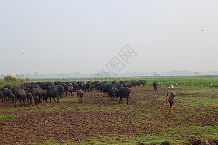 哺乳动物 草原上的泰国水牛收成男性培育农民农场热带野生动物动物群池塘肌肉图片