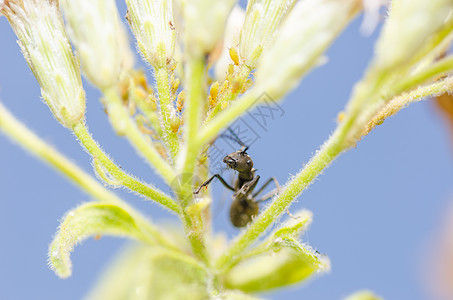 黑蚁和绿漏洞绿色黑色植物触角昆虫野生动物力量图片