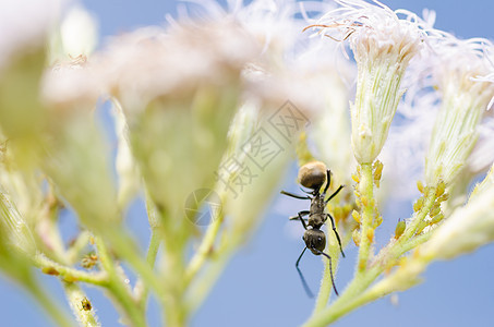 黑蚁和绿野生动物植物黑色绿色触角昆虫力量漏洞图片