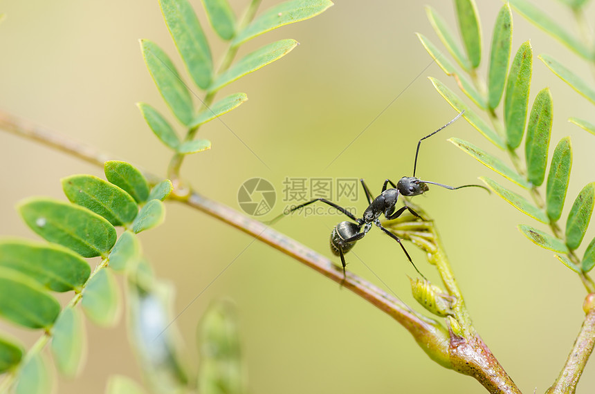 绿色性质黑色的蚂蚁昆虫漏洞触角力量植物野生动物图片