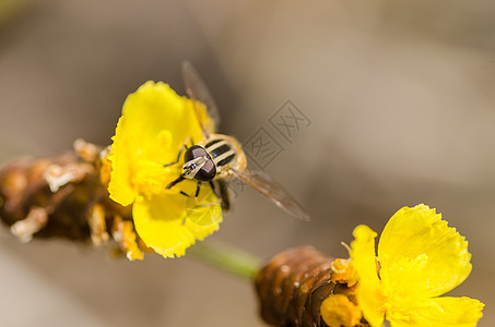 性质中的鲜花文件花蝇宏观昆虫翅膀野生动物苍蝇水果黄色图片
