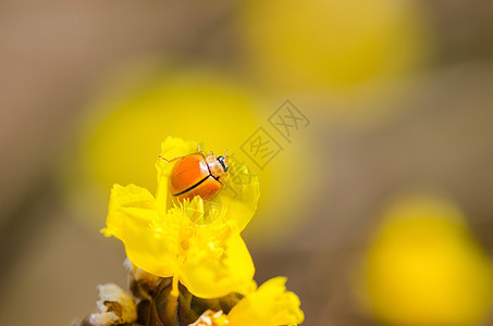 黄花草上的小小虫子野生动物宏观漏洞昆虫橙子瓢虫植物群植物图片