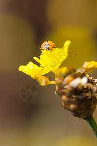 黄花草上的小小虫子瓢虫野生动物漏洞宏观植物群植物昆虫橙子图片