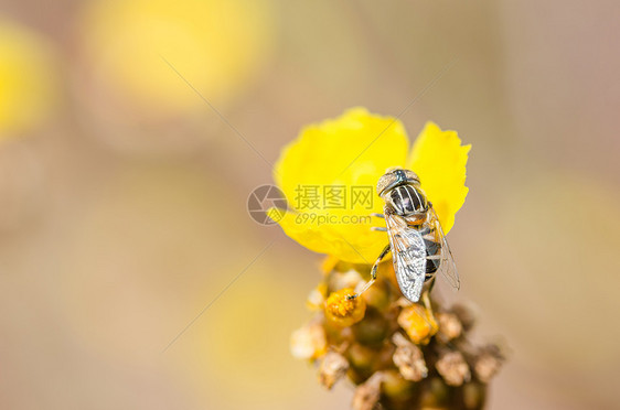 性质中的鲜花文件花蝇黄色昆虫苍蝇宏观水果翅膀野生动物图片