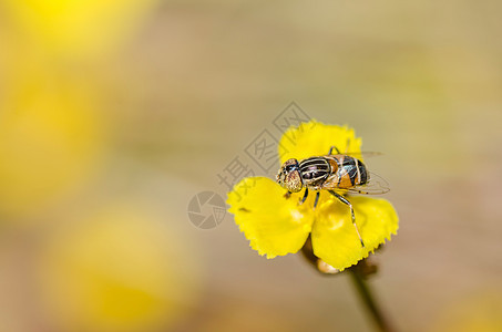 性质中的鲜花文件野生动物昆虫宏观水果黄色花蝇苍蝇翅膀图片
