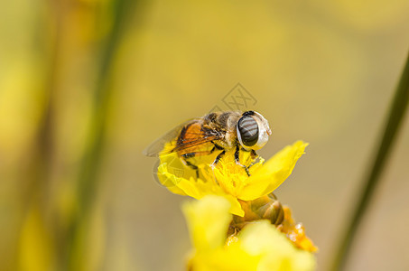 性质中的鲜花文件水果苍蝇野生动物黄色翅膀宏观花蝇昆虫图片