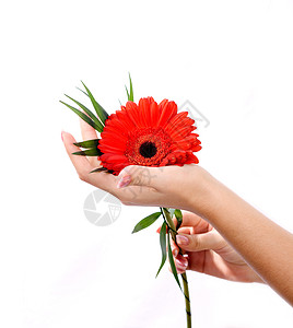 以花朵倒着的修甲芳香美甲食指植物抛光皮肤卫生女士情感雏菊图片
