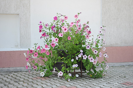 花园里的花朵红色活力花瓣花坛粉色白色紫色绿色叶子植物图片