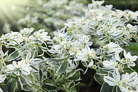 白花装饰品 富贵新娘花园叶子环境白色花坛绿色植物公园灌木图片