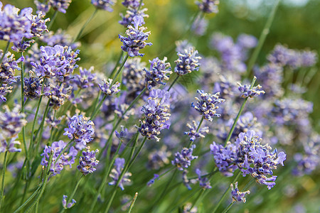夏天在一个田地里放紫菜花图片