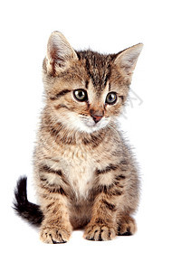 条纹小猫快乐哺乳动物毛皮兽医虎斑尾巴乐趣耳朵友谊灰色图片