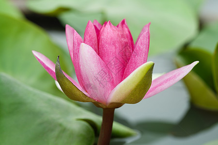 红水百合 池塘上含莲花叶花瓣装饰品荷花热带植物群百合环境反射植物学异国图片