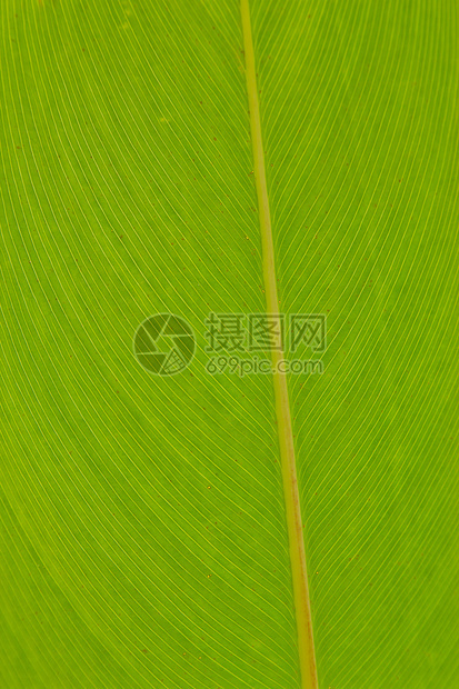 绿色新树叶环境草本植物生物学生态天气草地阳光场地雨滴叶子图片