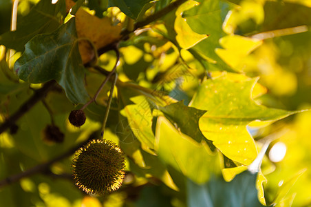 赛卡莫水果和叶子枫树绿色天空阳光生长广场梧桐树梧桐花园植物学图片
