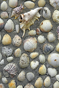 贝壳水泥尺寸图片