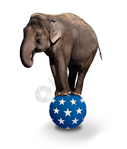 平衡大象政客姿势马戏团白色星星树干蓝色动物群哺乳动物政治图片