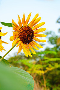 向日向花瓣粮食植物收获生长季节文化场景叶子太阳图片