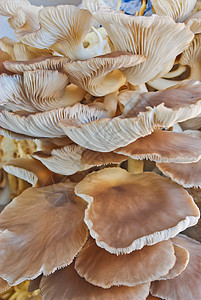 蘑菇农场架子猪苓美食荒野饮食菌类蔬菜生长美味地衣图片