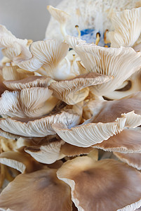 蘑菇农场地衣美食灵芝植物荒野架子美味菌类生长饮食图片