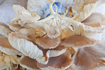 蘑菇农场苔藓灵芝美食地衣生长架子植物荒野灌木丛菌类图片