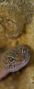 沙漠上微笑的豹壁虎生物脊椎动物爬行动物蜥蜴人异国动物学生态生物学科学爬虫学图片