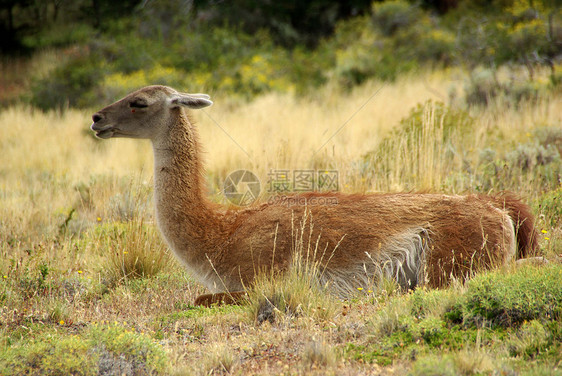 智利瓜纳科动物群森林荒野大草原动物哺乳动物木头野生动物空地骆驼图片
