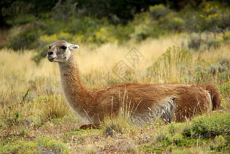 智利瓜纳科木头荒野野生动物哺乳动物休息骆驼空地大草原森林动物群图片