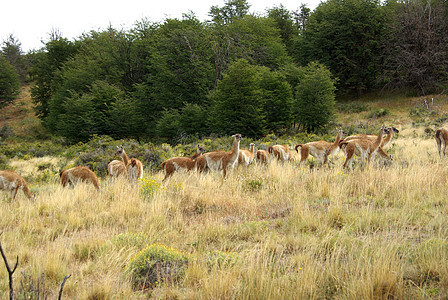 智利的Guanacos森林空地野生动物休息动物群骆驼动物荒野大草原哺乳动物图片