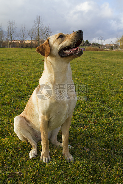 拉布拉多在秋天追逐狗 坐在草地上朋友毛皮猎犬鼻子公园森林宠物小狗金发舌头图片